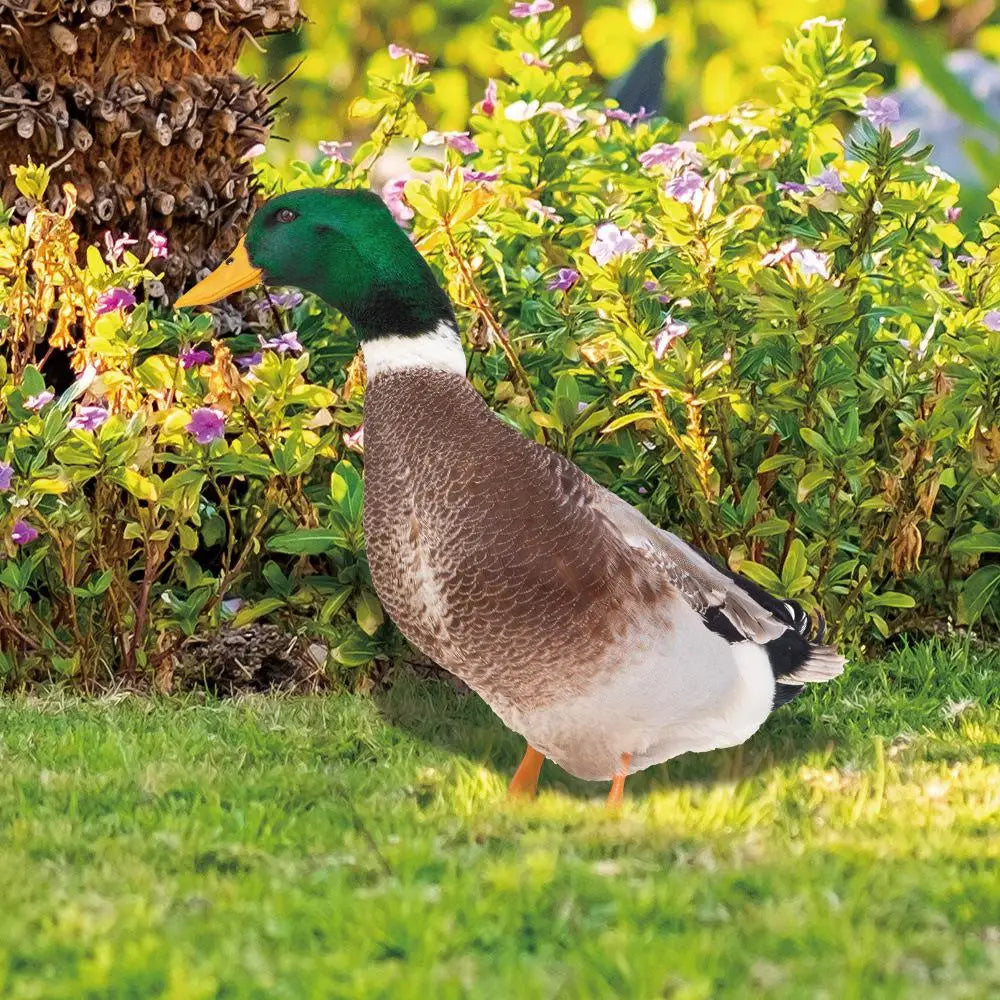 Charming Outdoor Duck Decor for the Garden