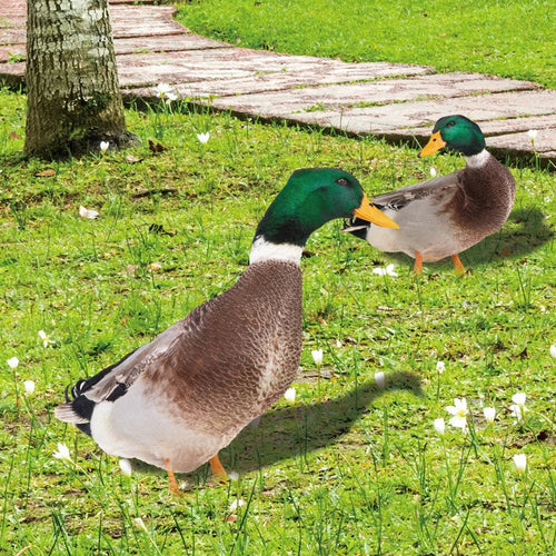Charming Outdoor Duck Decor for the Garden
