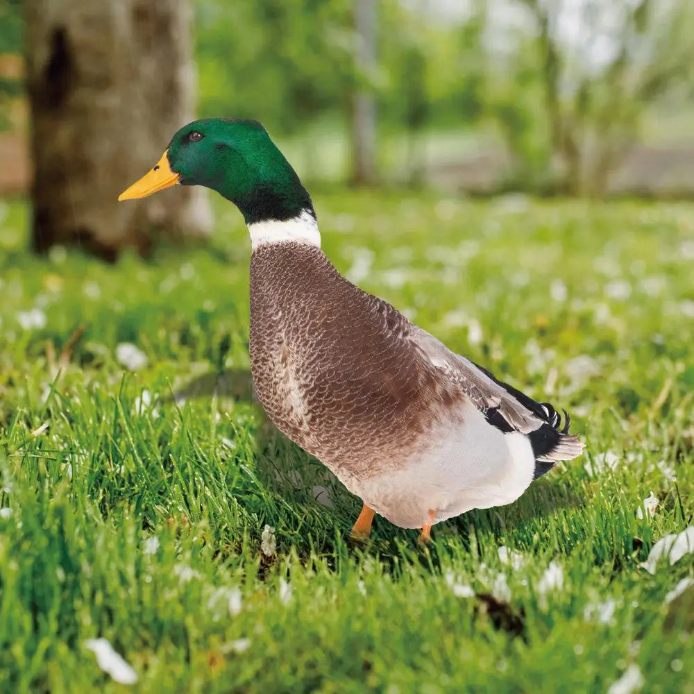 Charming Outdoor Duck Decor for the Garden