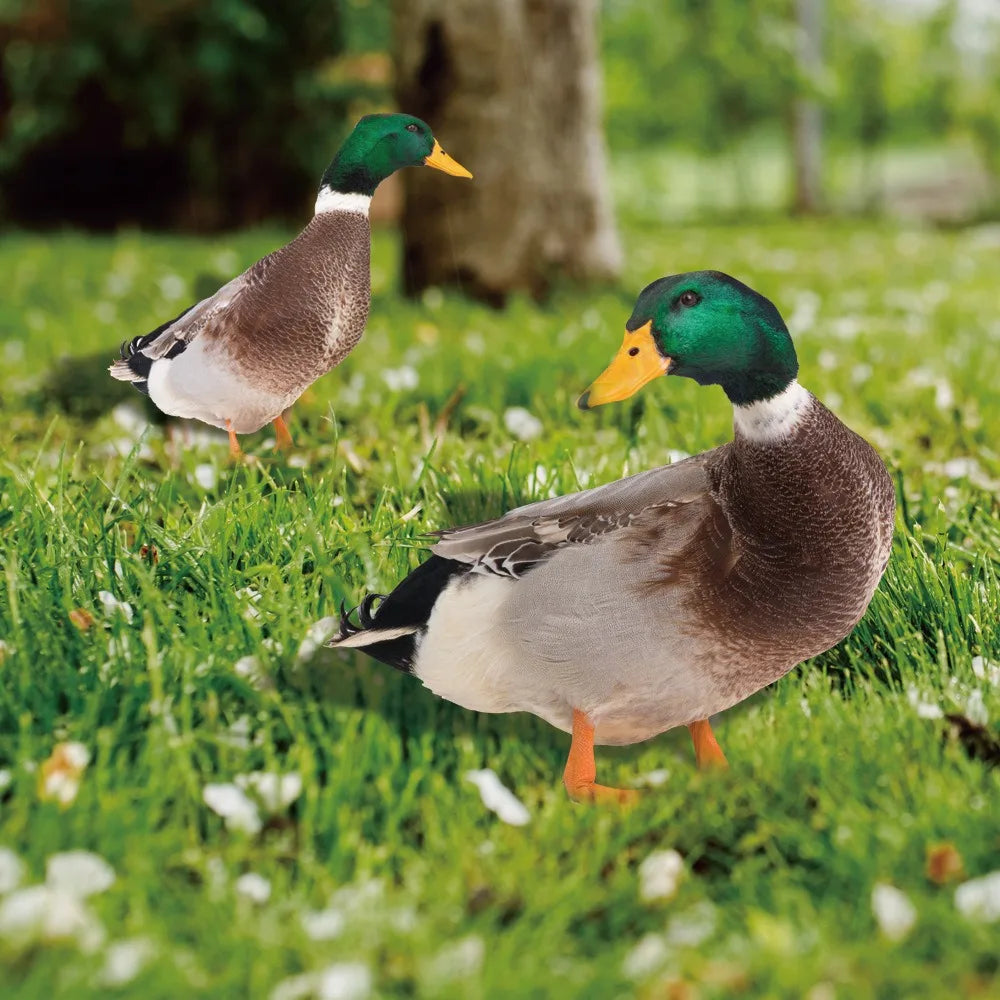 Charming Outdoor Duck Decor for the Garden