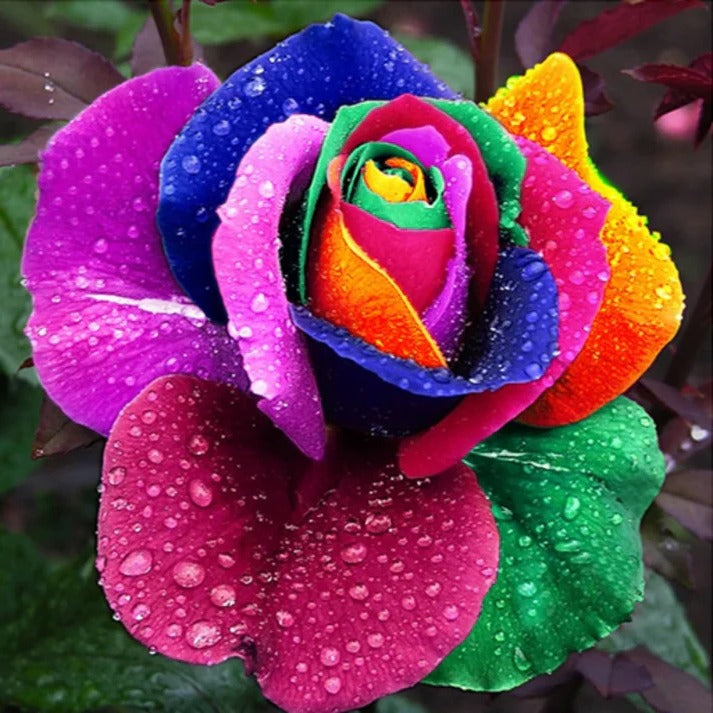 Rainbow Rose Seeds - Grow Vibrant, Multicolor Roses
