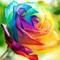 Rainbow Rose Seeds - Grow Vibrant, Multicolor Roses