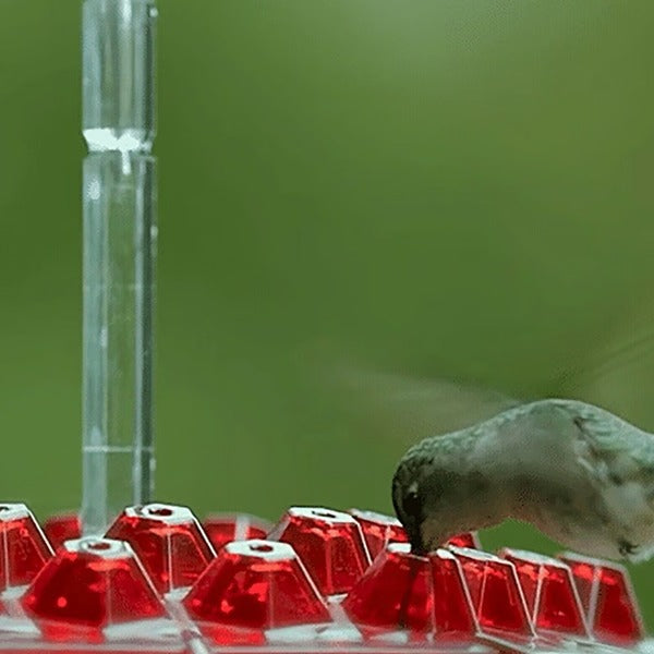 Premium Hummingbird Feeder with Built-In Ant Moat