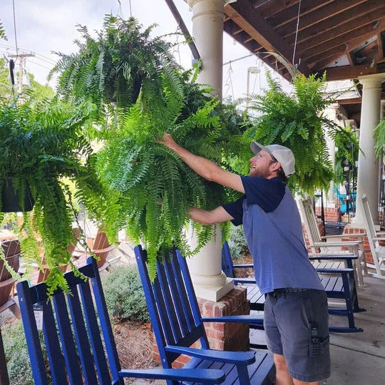 Outdoor-Grade UV-Resistant Lifelike Boston Fern