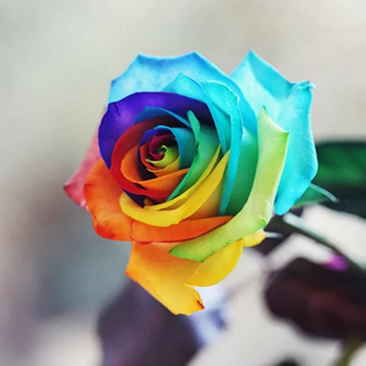 Rainbow Rose Seeds - Grow Vibrant, Multicolor Roses
