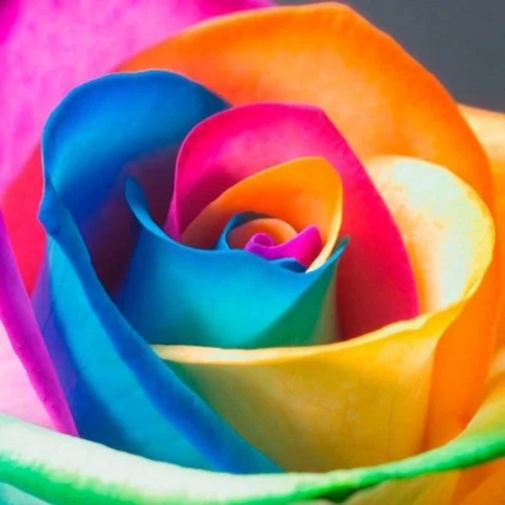 Rainbow Rose Seeds - Grow Vibrant, Multicolor Roses